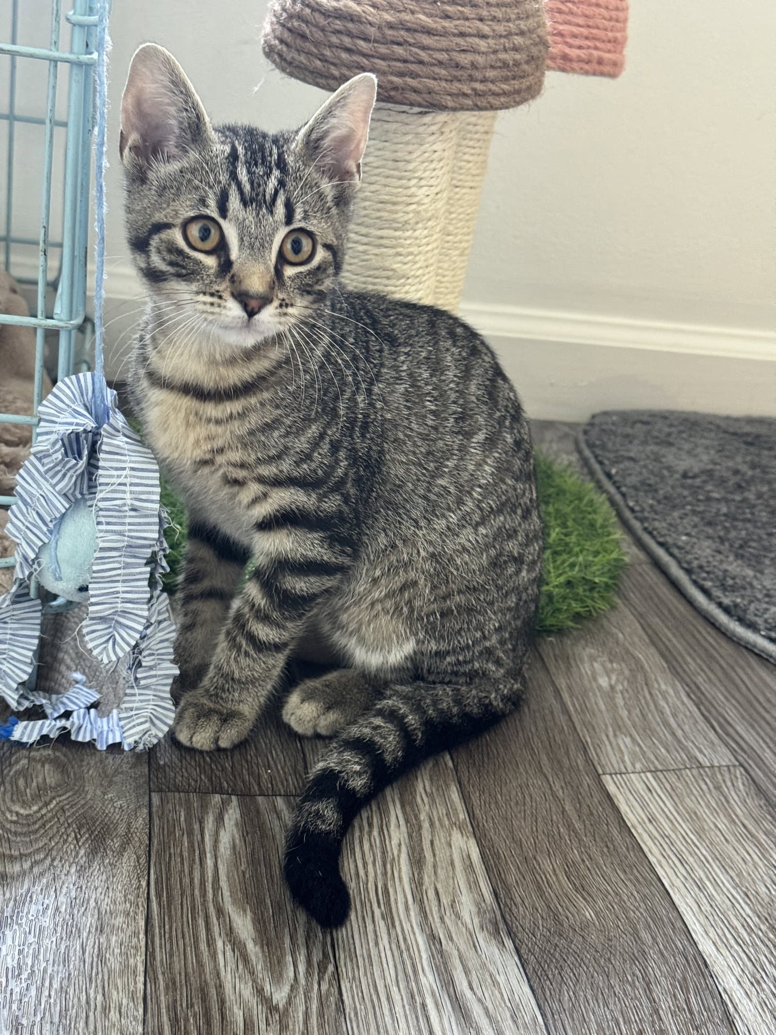 Saul Goodman - Tabby