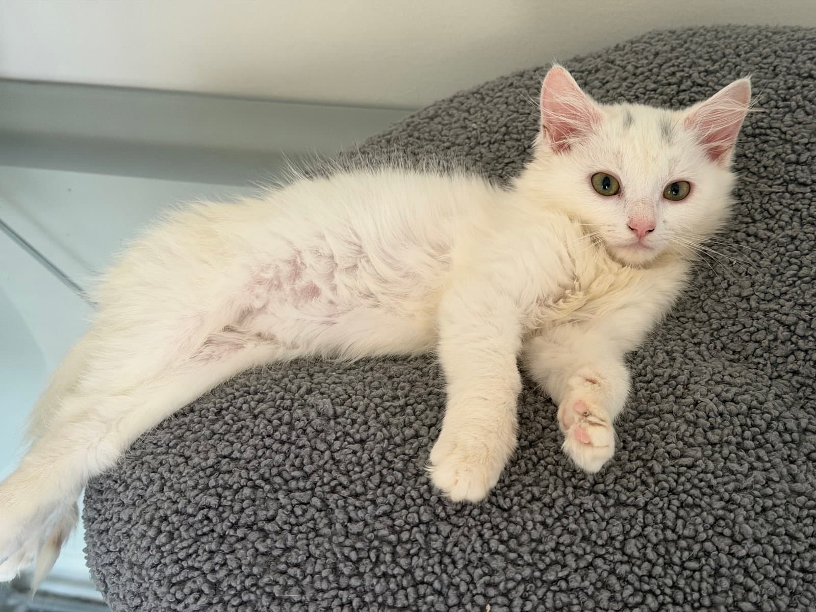 Cloud - Domestic Medium Hair