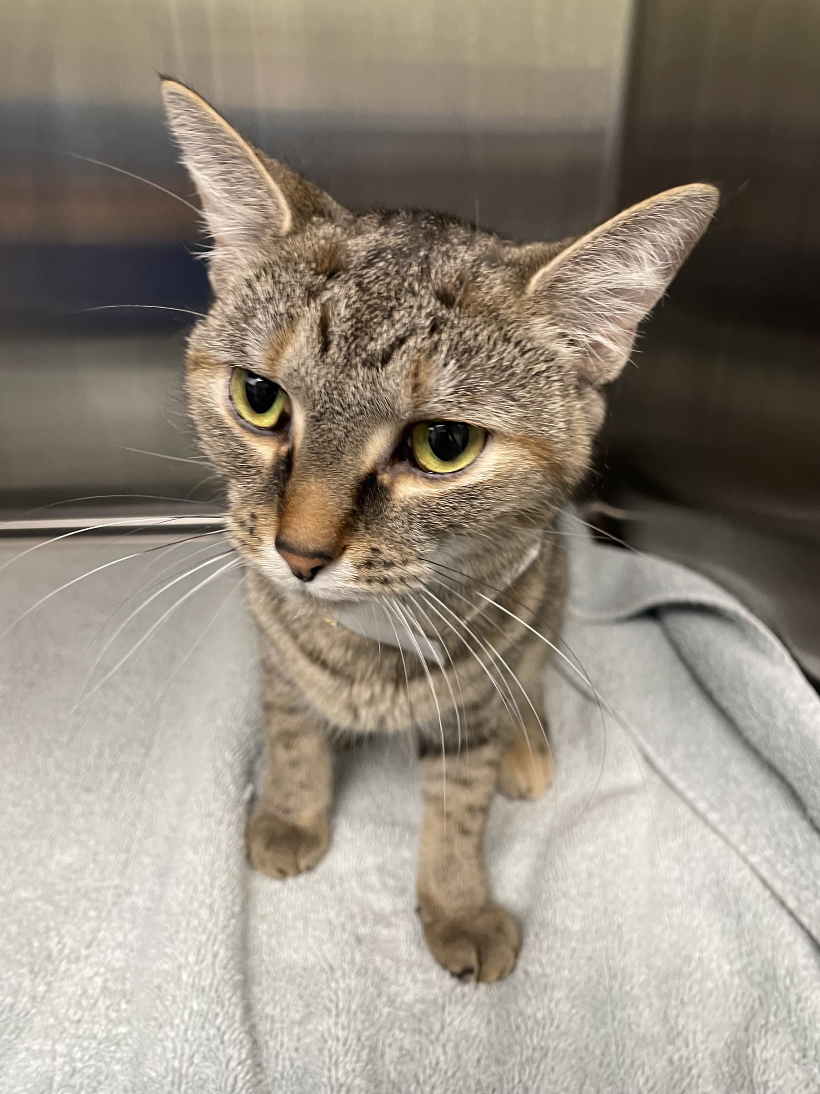 Zadie - Torbie