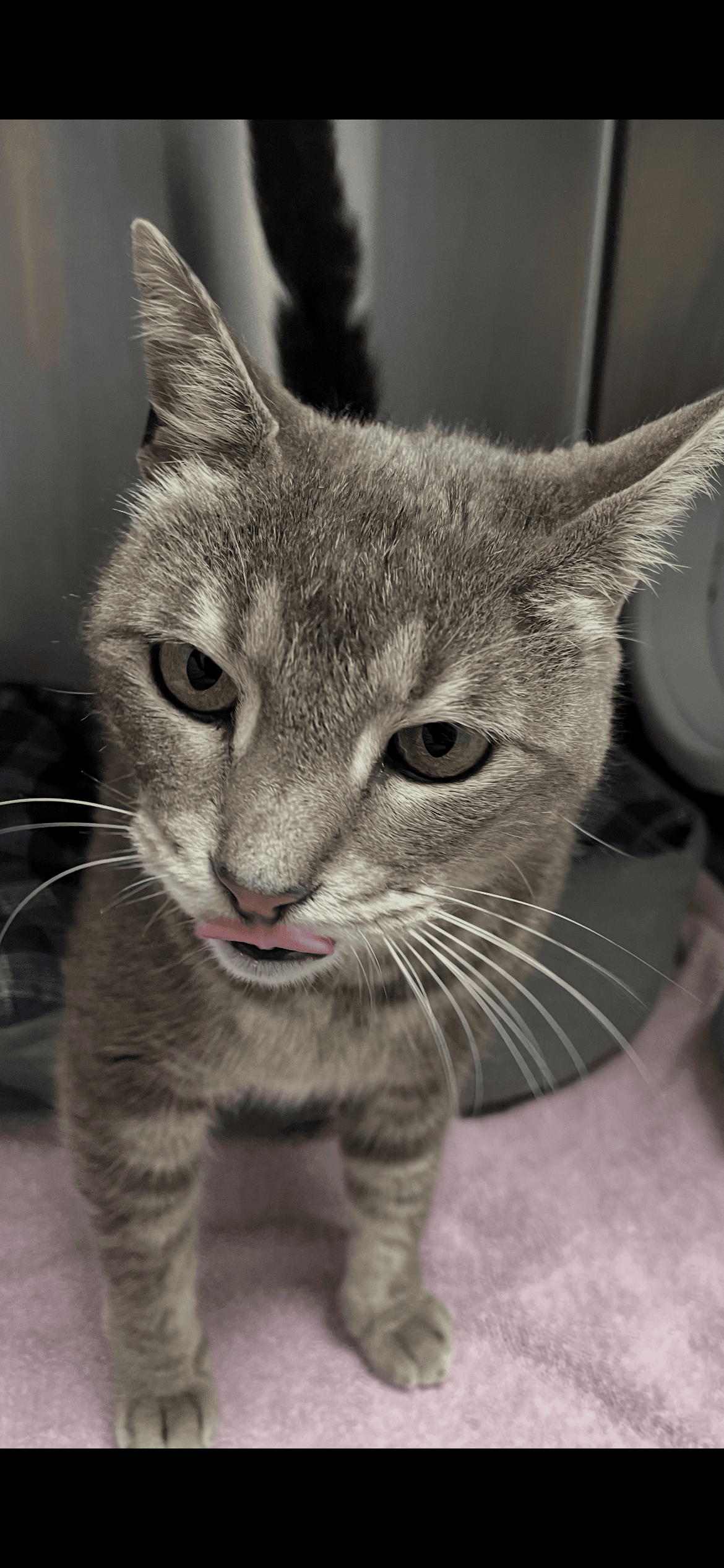 Tansy - Tabby