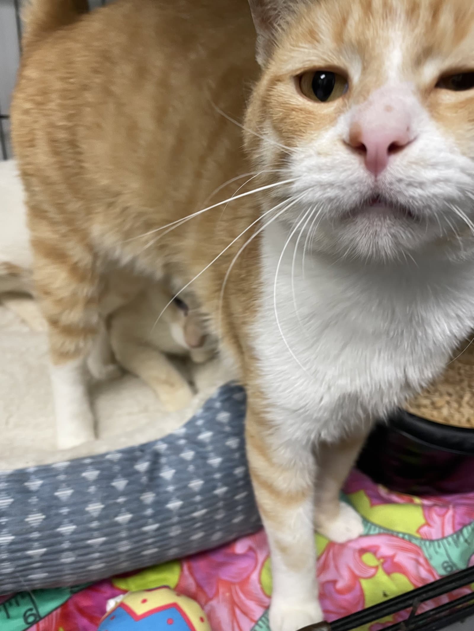 Samwise - Tabby