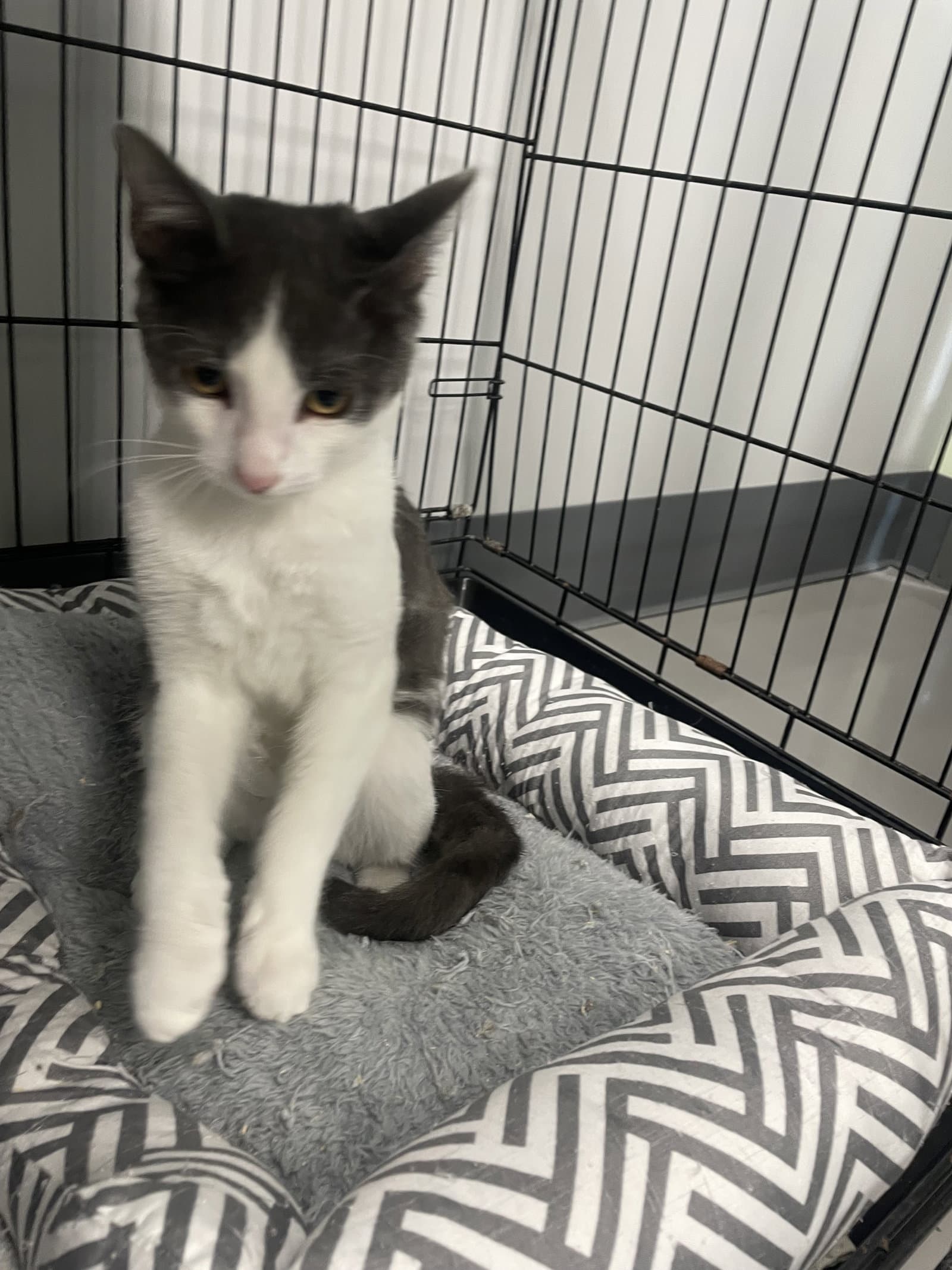 Hamish - Domestic Short Hair