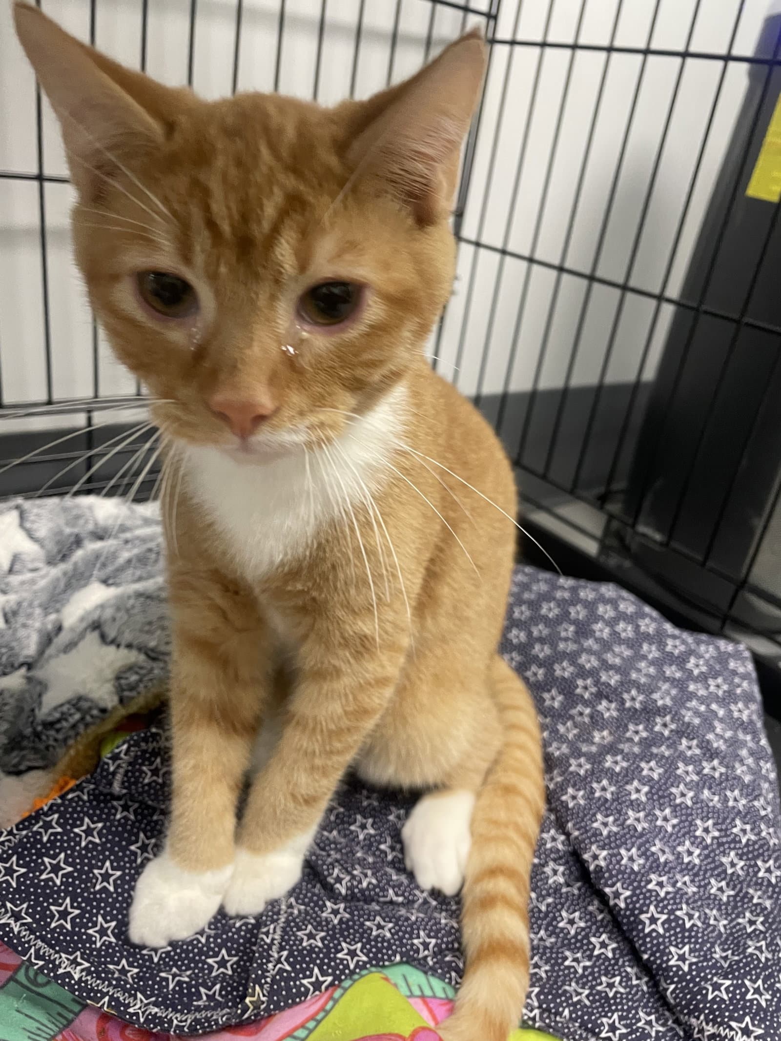 Layton - Tabby