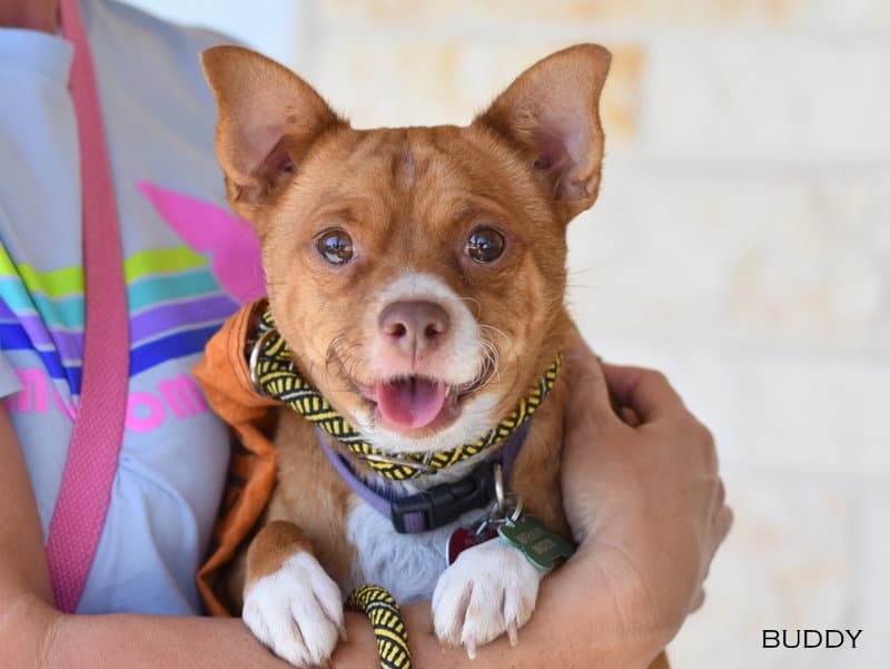 Buddy - Chihuahua