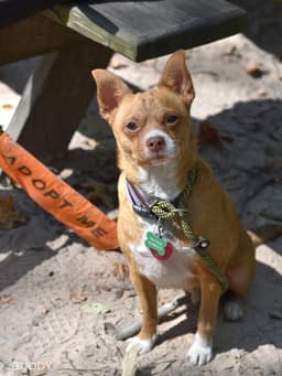 Buddy image 3