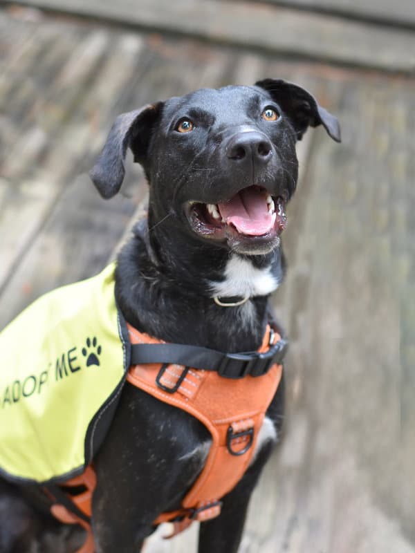 Abby - Labrador Retriever