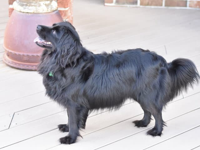 Sasha - Cocker Spaniel