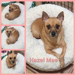 Hazel Mae image 1