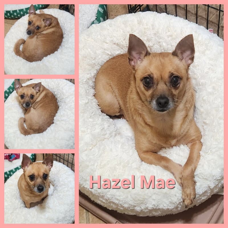 Hazel Mae - Chihuahua