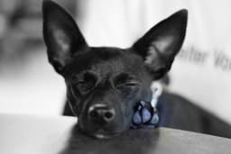 Bree image 2