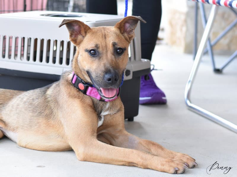 Penny - German Shepherd Dog
