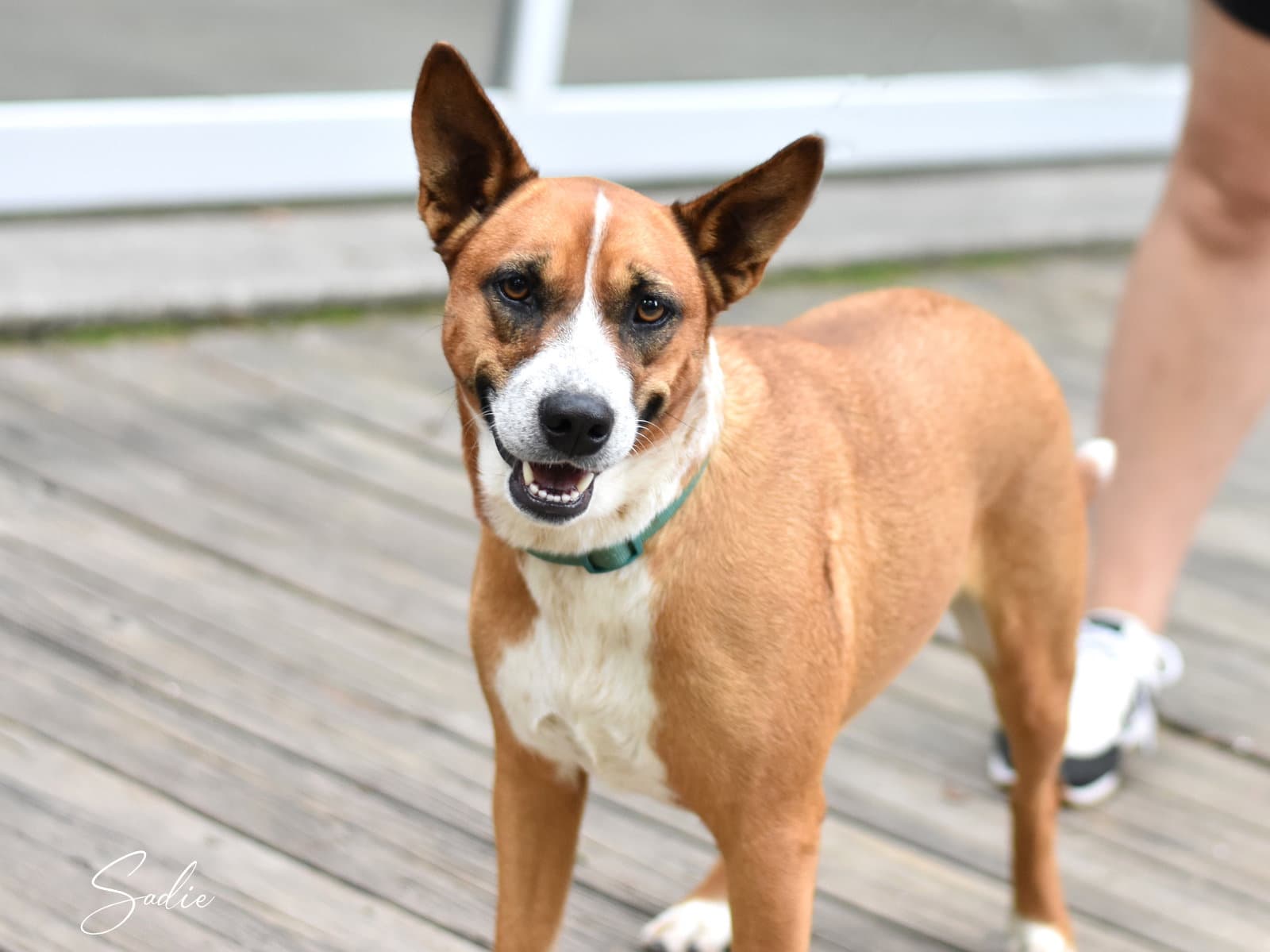 Sadie - Australian Cattle Dog/Blue Heeler