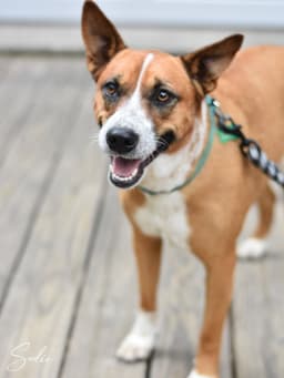 Sadie image 3