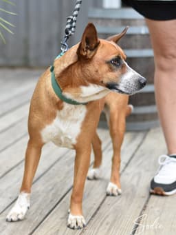 Sadie image 4