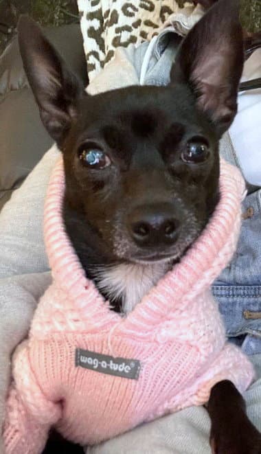 Chiquis - Chihuahua