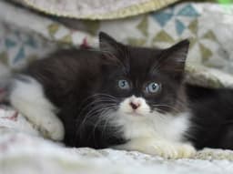 Boo image 1