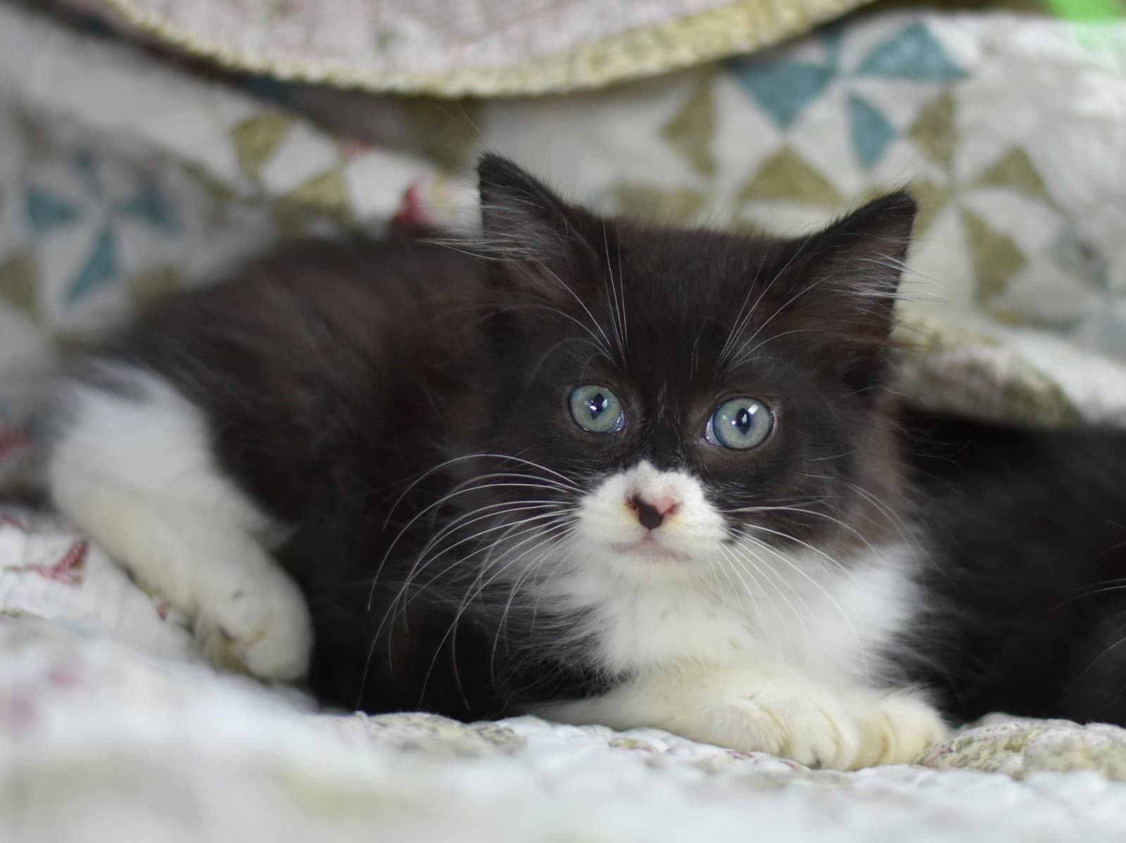 Boo - Domestic Medium Hair