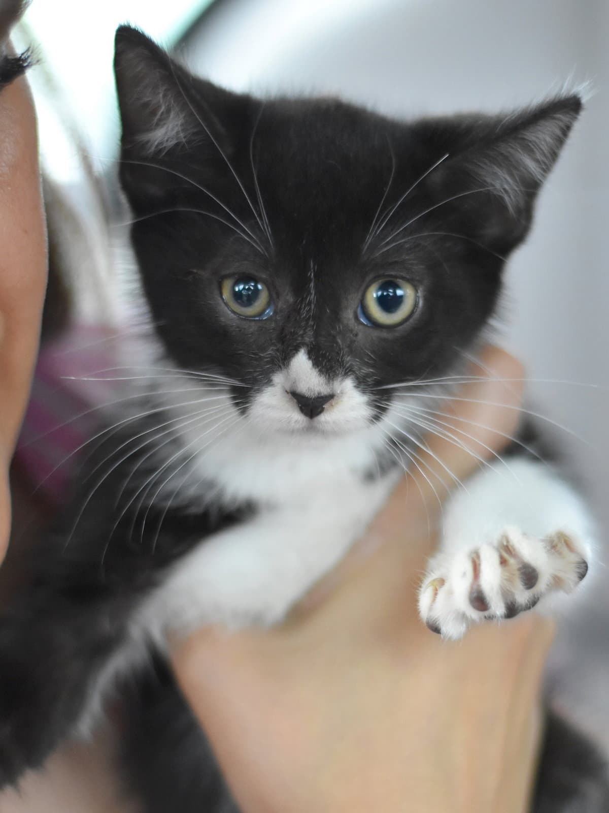 Bunny - Domestic Medium Hair