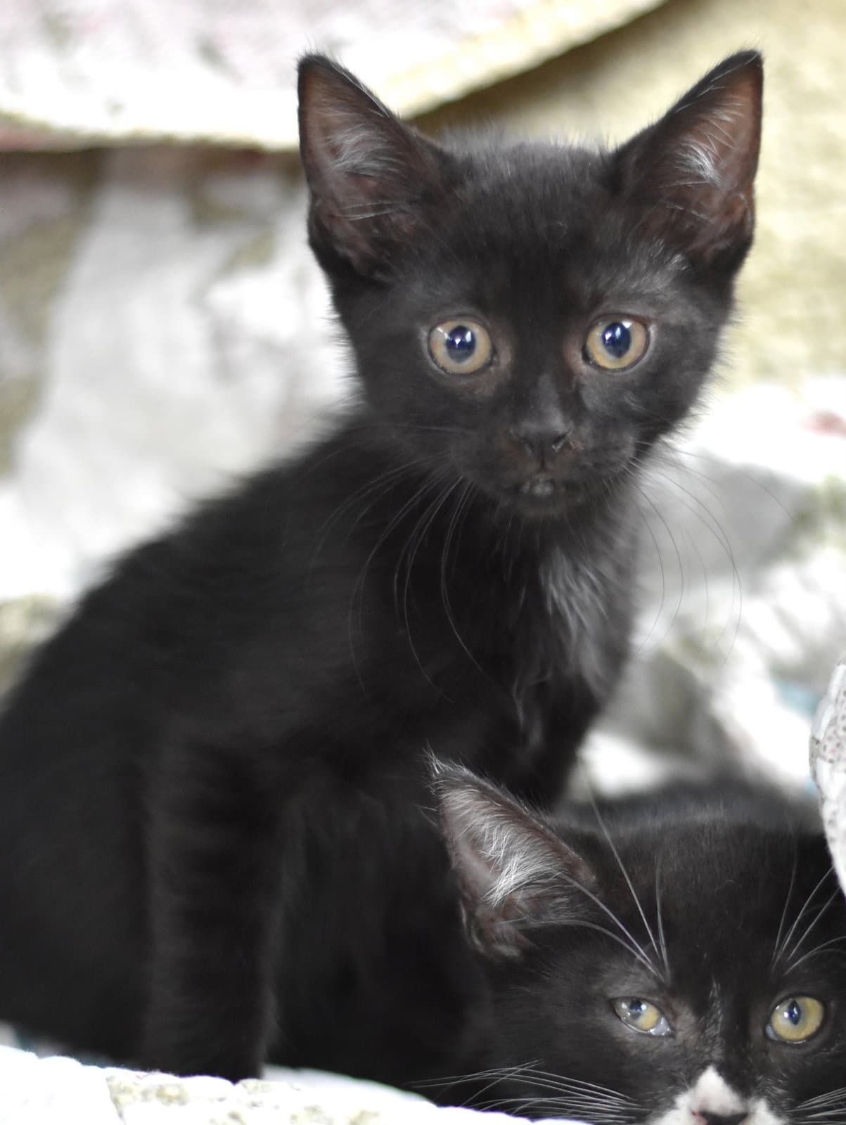 Binx - Domestic Medium Hair