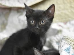 Binx image 3