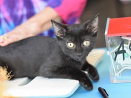 Binx image 4