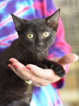 Binx image 2