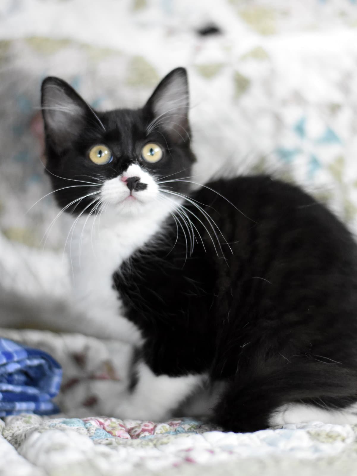 Bingo - Domestic Medium Hair
