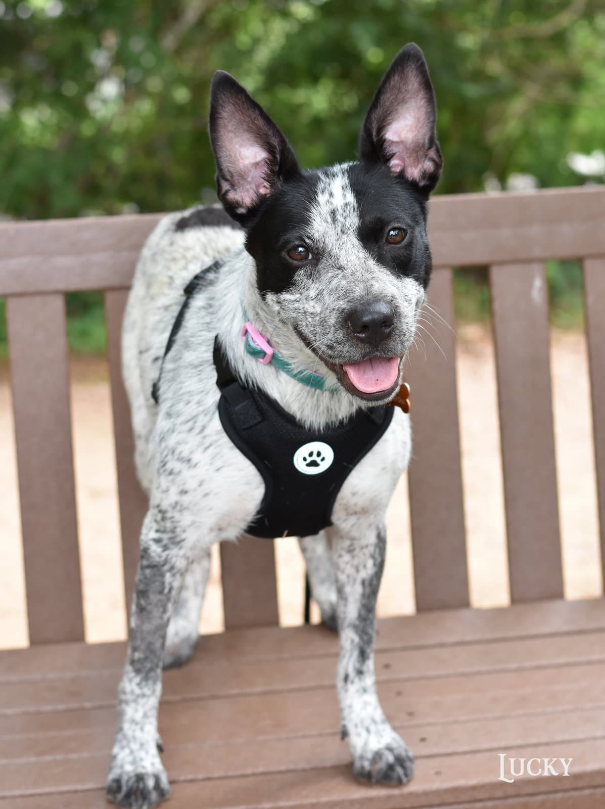 Lucky - Australian Cattle Dog/Blue Heeler