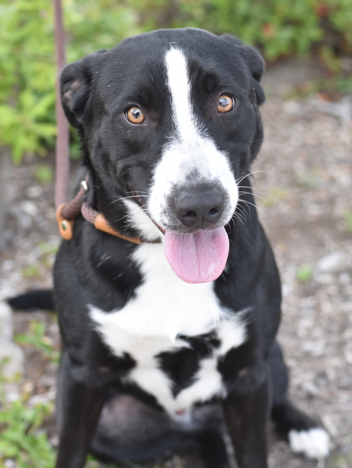 Lucky - Border Collie