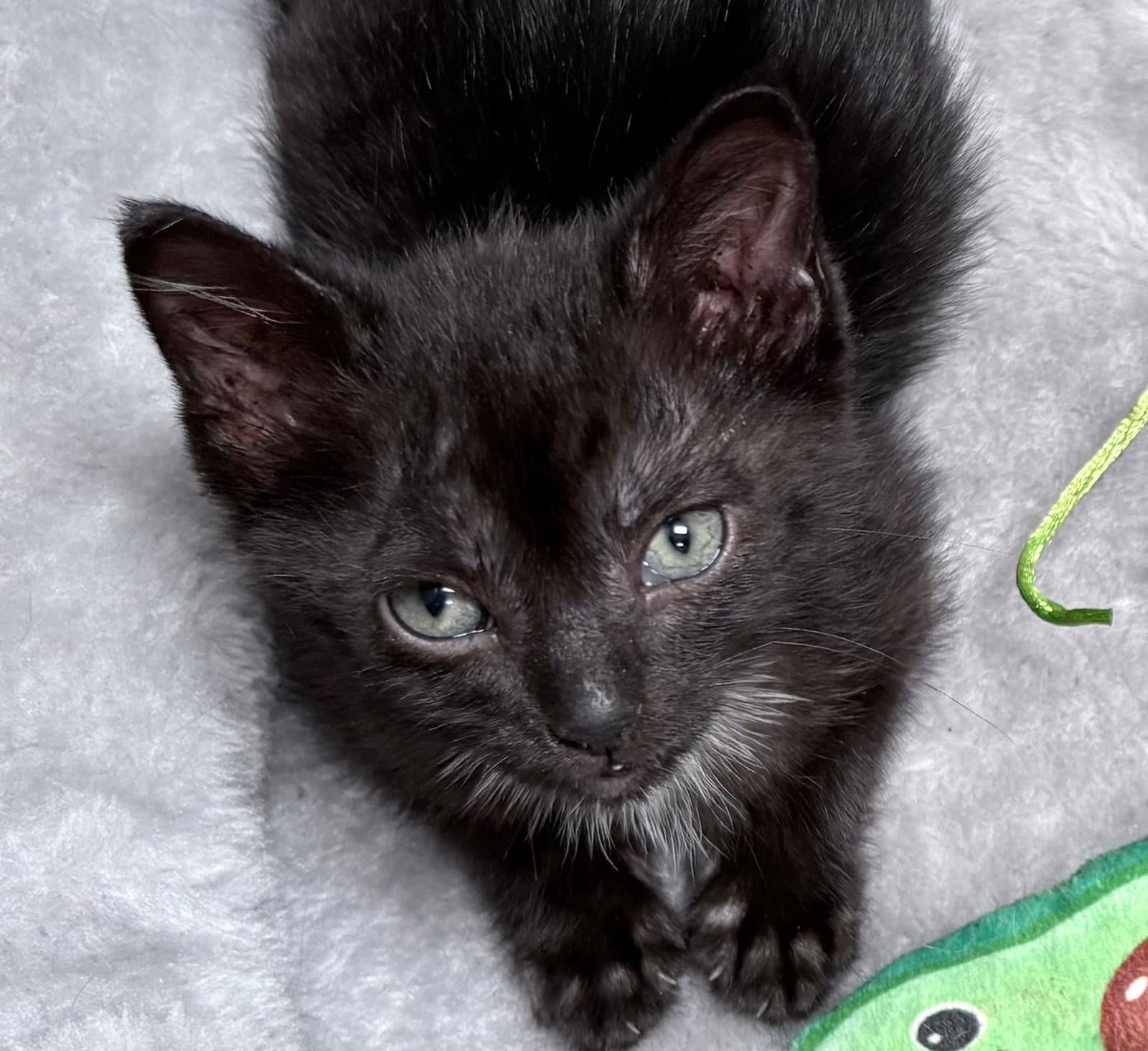 Shelby - Domestic Medium Hair