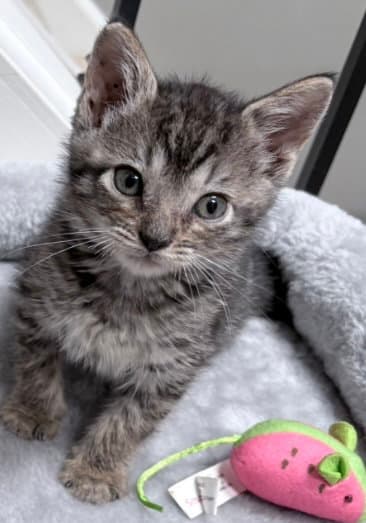 Sally - Domestic Medium Hair