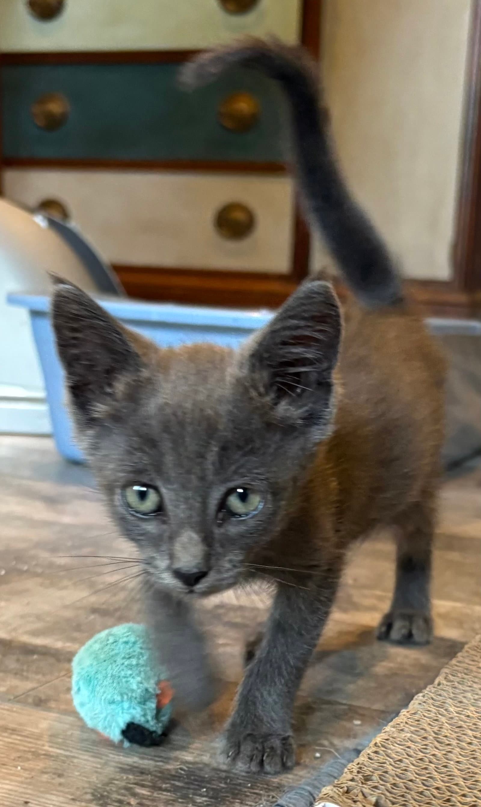 Ashton - Russian Blue