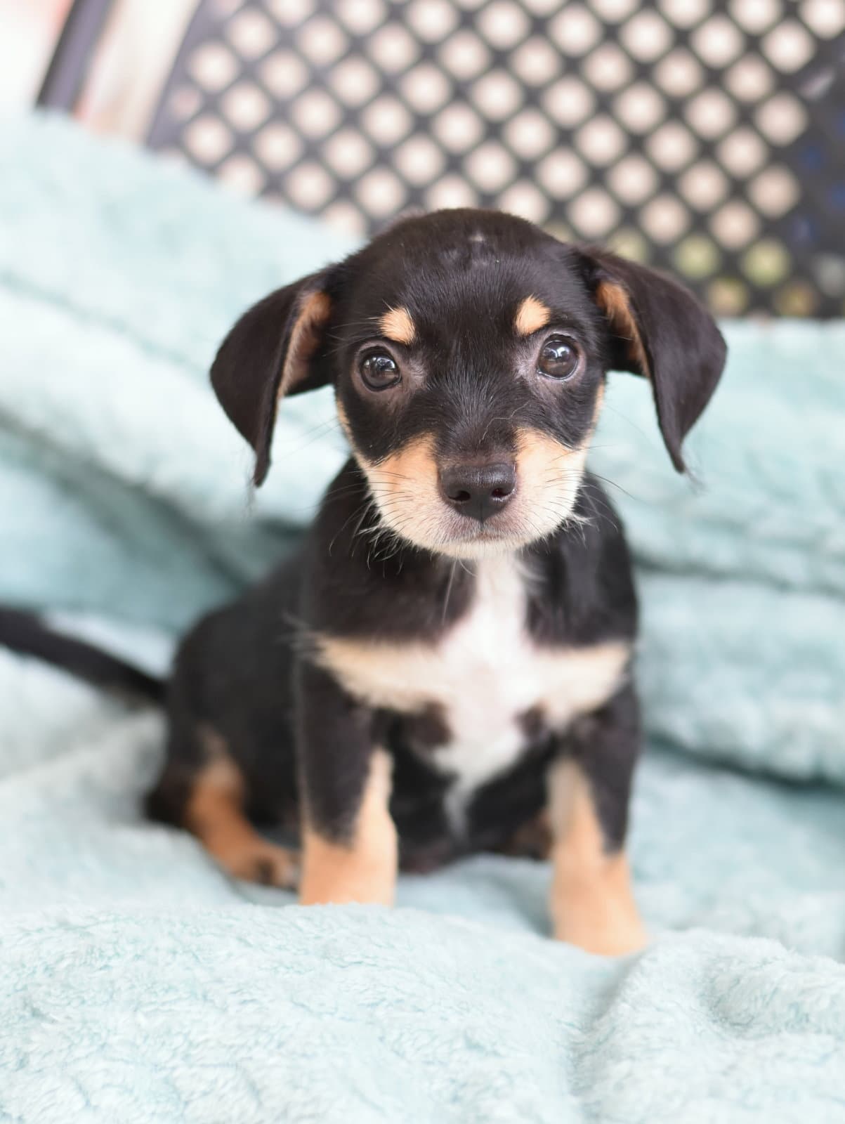 Onyx - Dachshund