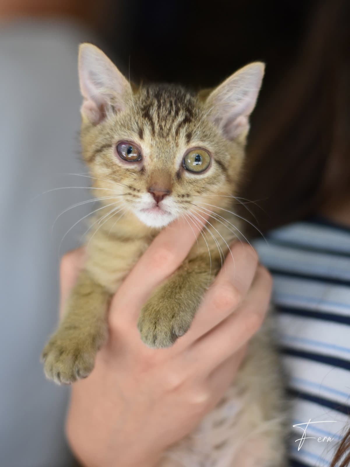 Fern - Tabby