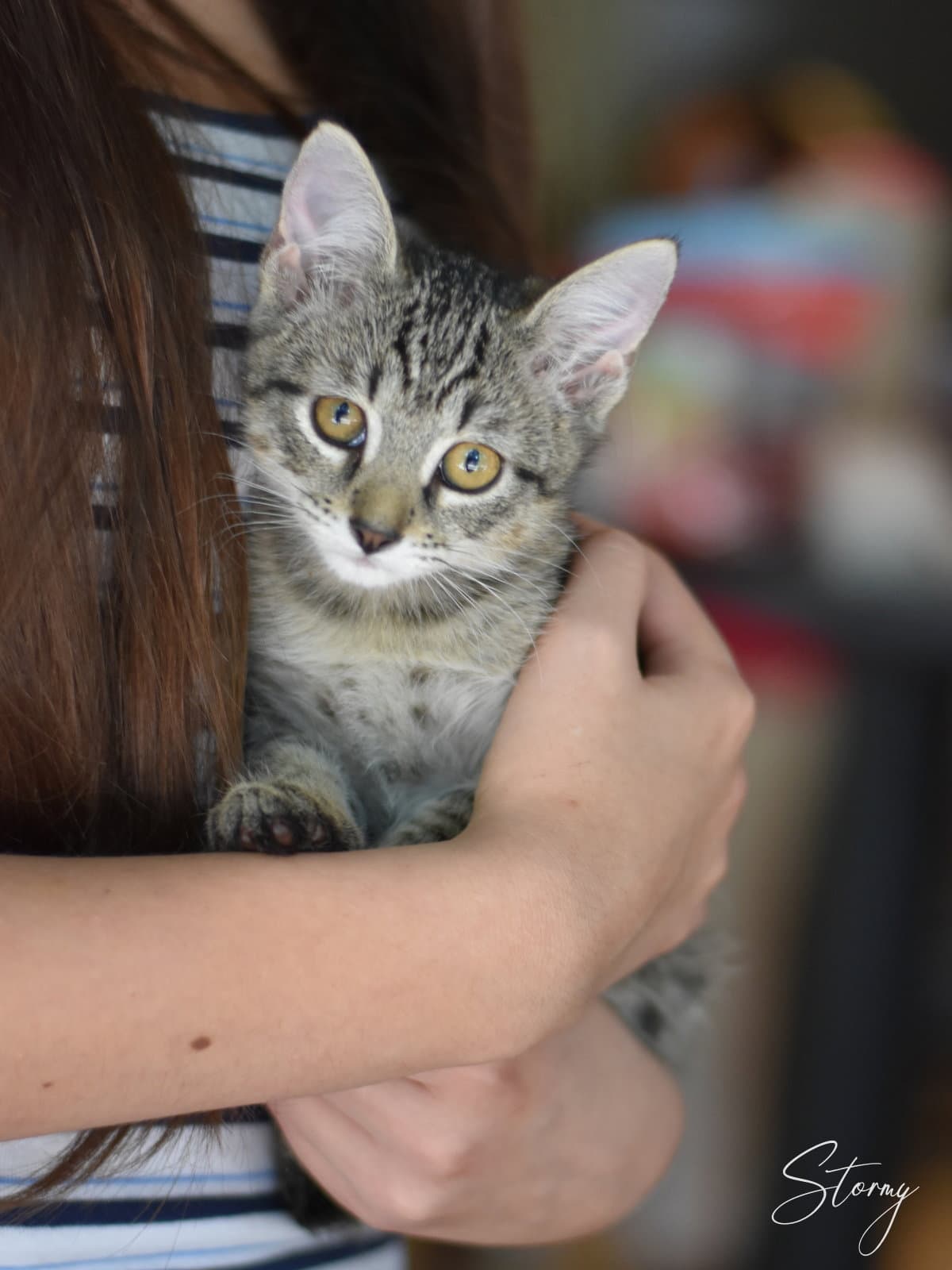 Stormy - Domestic Medium Hair