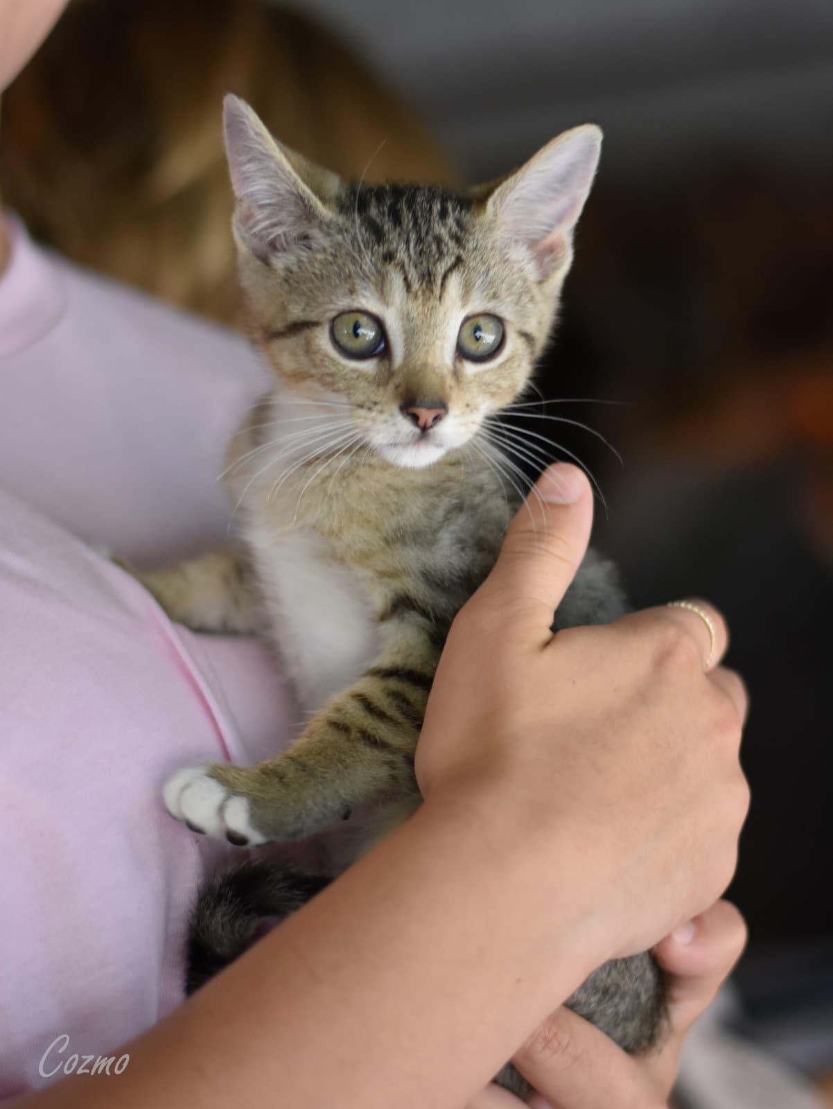 Cozmo - Domestic Medium Hair