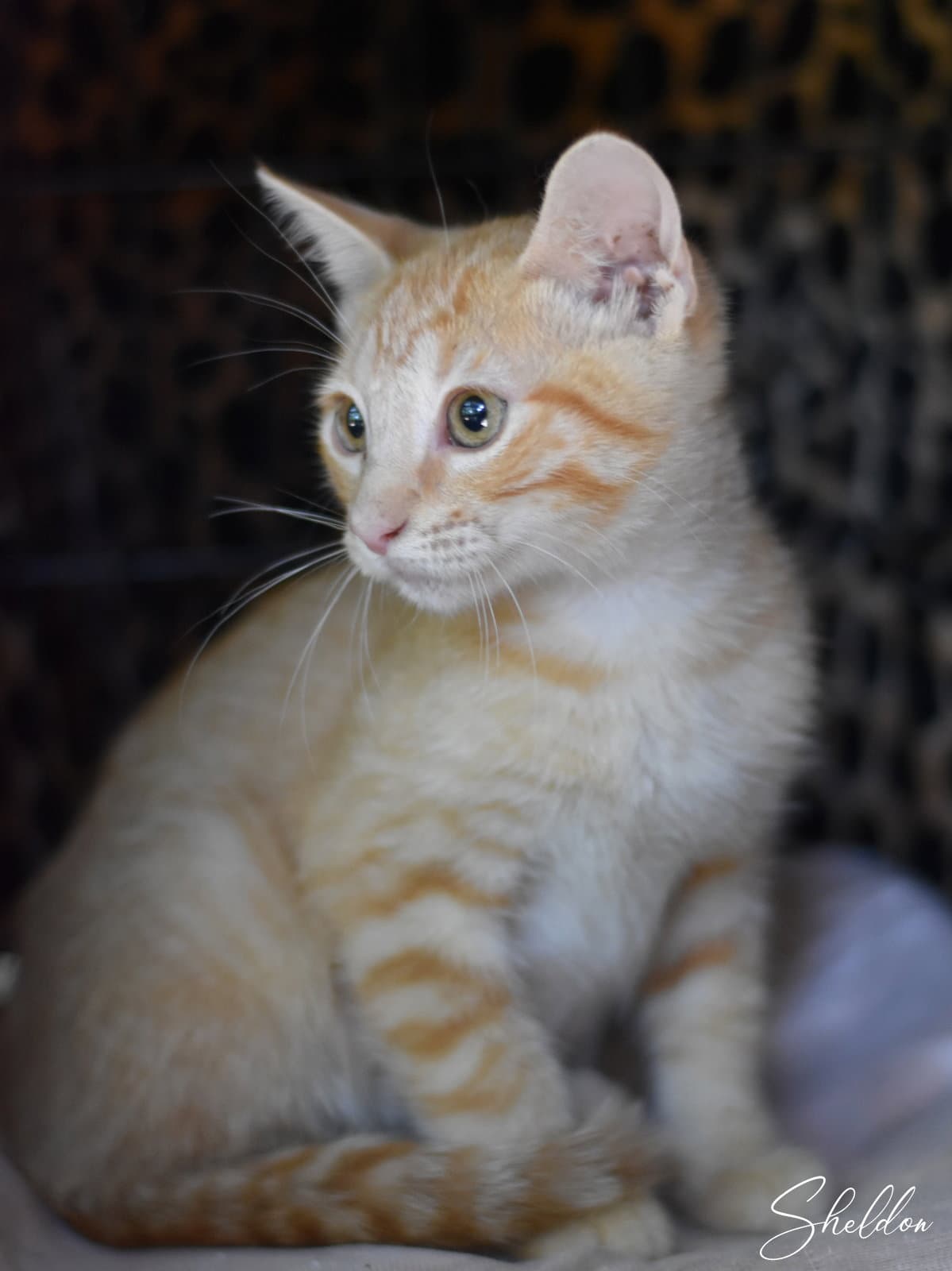 Sheldon - Oriental Tabby