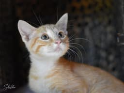Sheldon image 4