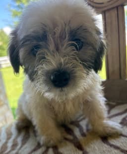 Bandit image 1