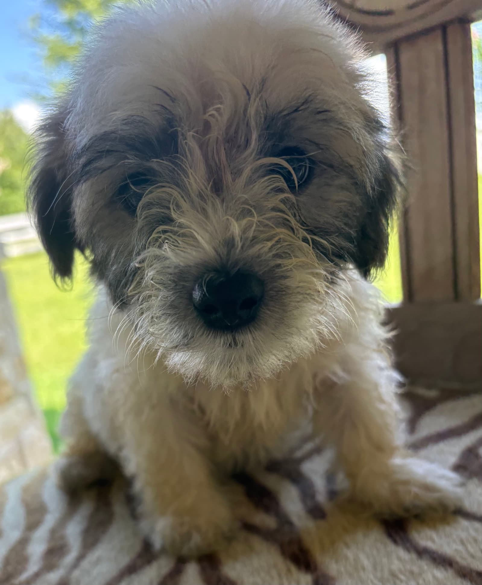 Bandit - Cairn Terrier