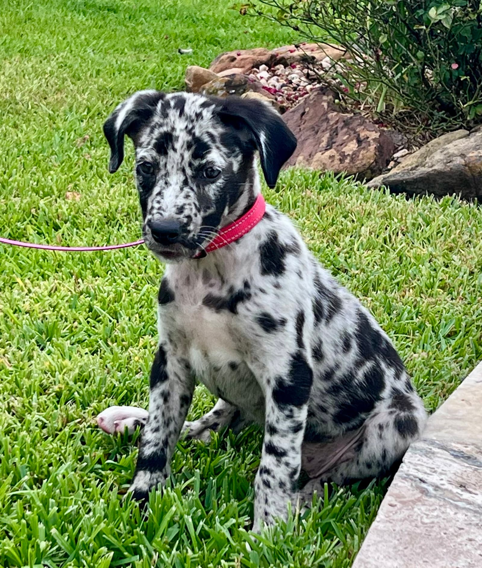 Pepper - Catahoula Leopard Dog