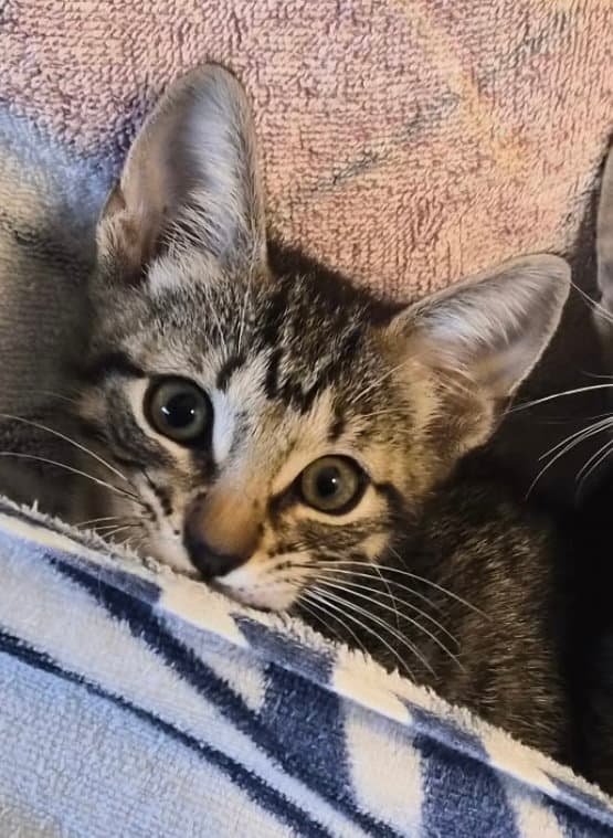 Candy - Tabby