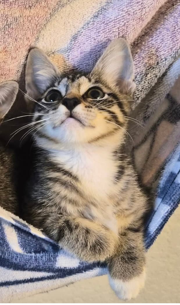 Capri - Tabby