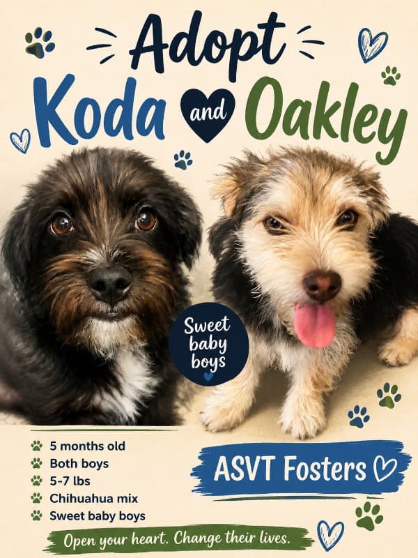 Oakley - Schnauzer