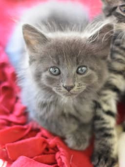 Fluffy Puff image 2