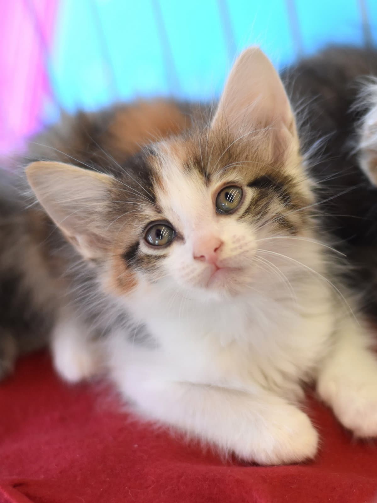 Farah - Domestic Long Hair