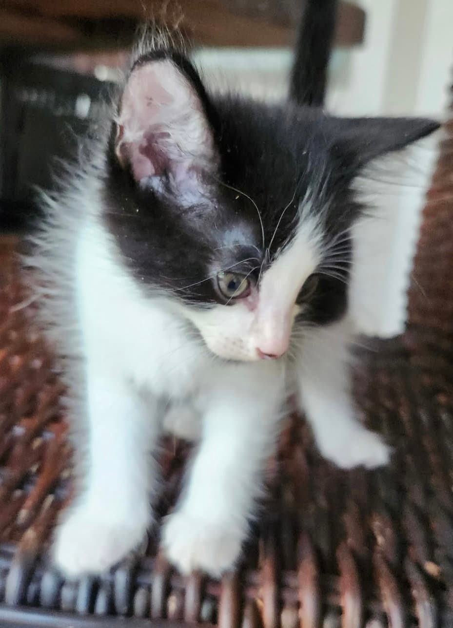 Frosty - Domestic Long Hair