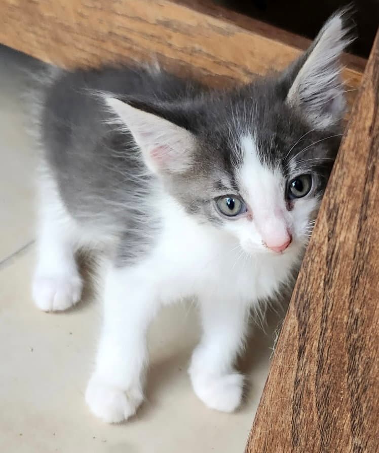 Finn - Domestic Long Hair