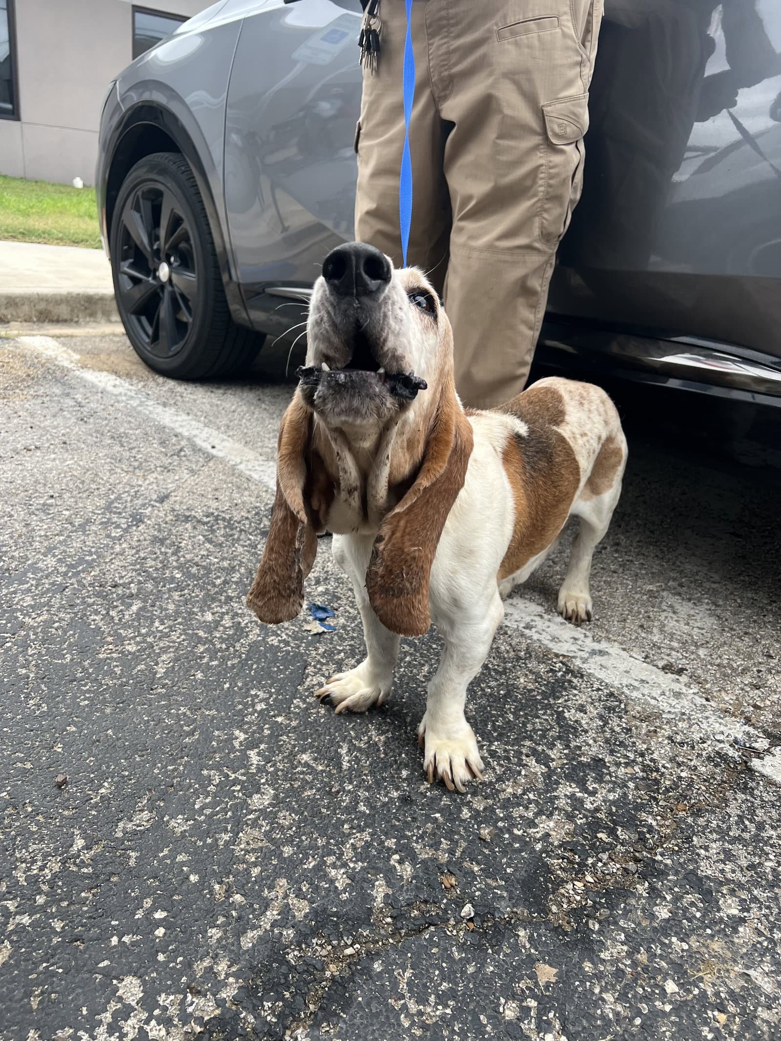 Omar - Basset Hound