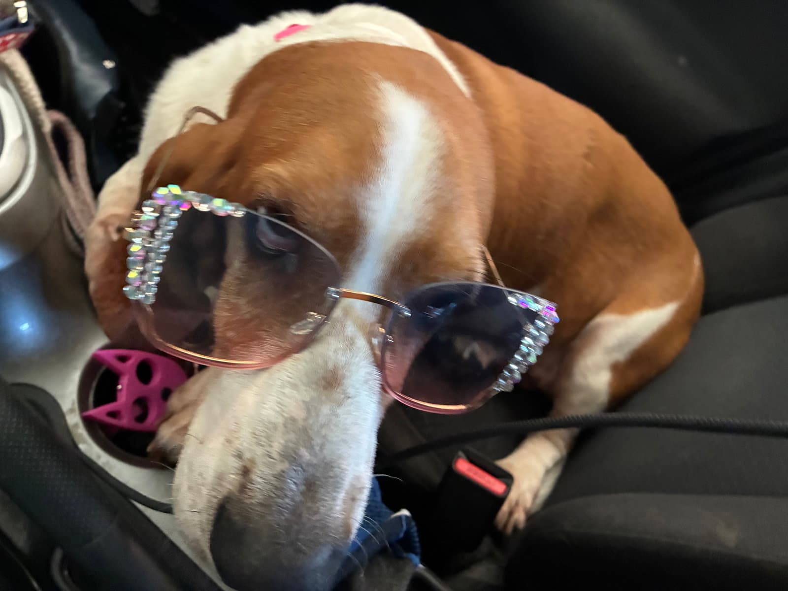 Dakota - Basset Hound